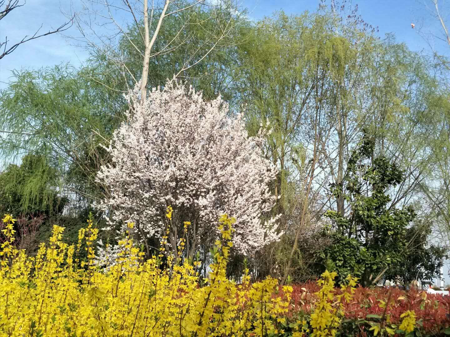春天里，我們一起來(lái)看花