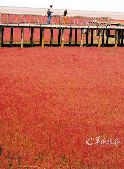 遼寧盤錦紅海灘，面積達(dá)9萬(wàn)畝